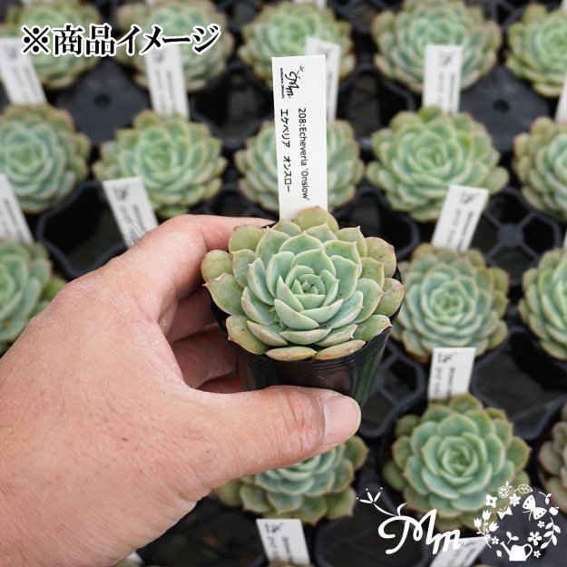 208:Echeveria 'Onslow'(エケベリア オンスロー)６㎝ポット[多肉植物]