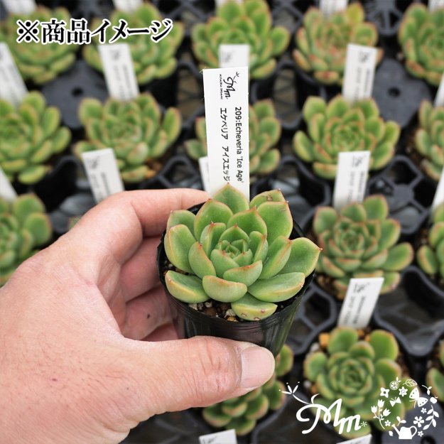 209:Echeveria 'Ice Age'(エケベリア アイスエイジ)６㎝ポット[多肉植物] | 花苗・野菜苗の販売 ザ・ガーデンパーティー