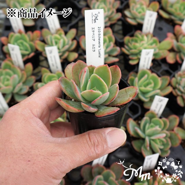 210:Echeveria 'Luella'(エケベリア ルエラ)６㎝ポット[多肉植物] | 花苗・野菜苗の販売 ザ・ガーデンパーティー