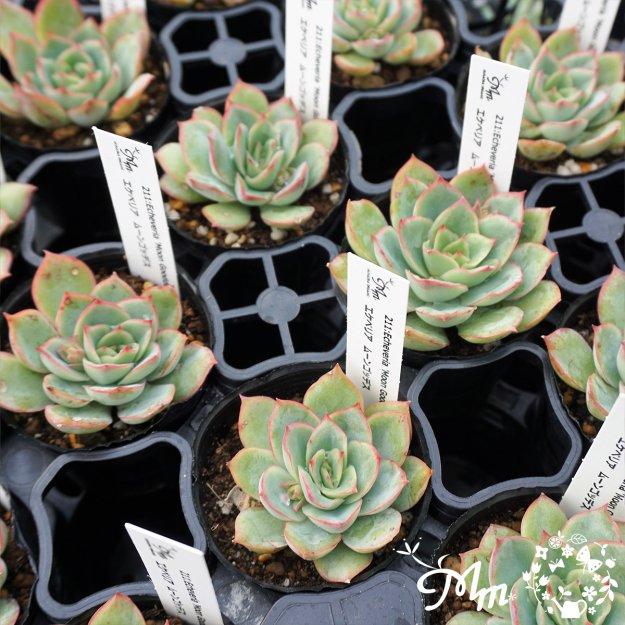 211:Echeveria 'Moon Gooddess'(エケベリア ムーンゴッデス)６㎝ポット[多肉植物]