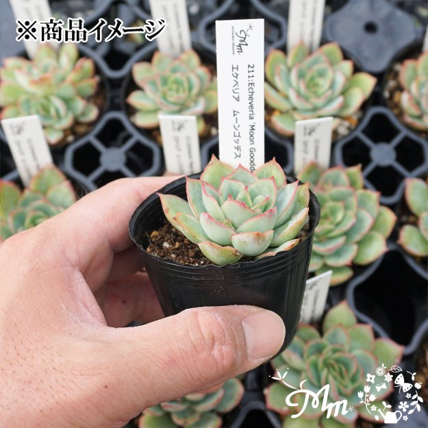 211:Echeveria 'Moon Gooddess'(エケベリア ムーンゴッデス)６㎝ポット[多肉植物]