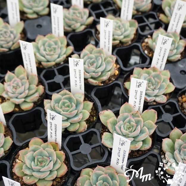 多肉植物のオルゴナイト3点セット【グリーンアベンチュリンBタイプ】 多肉植物のオルゴナイト3点セット【グリーンアベンチュリンBタイプ】
