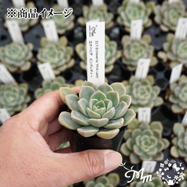 217:Echeveria Pink Lady(エケベリア ピンクレディー)６㎝ポット[多肉植物]