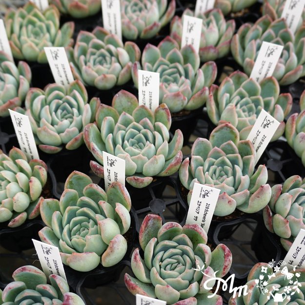 219:Echeveria 'Sasa'(エケベリア ササ)６㎝ポット[多肉植物] | 花苗・野菜苗の販売 ザ・ガーデンパーティー