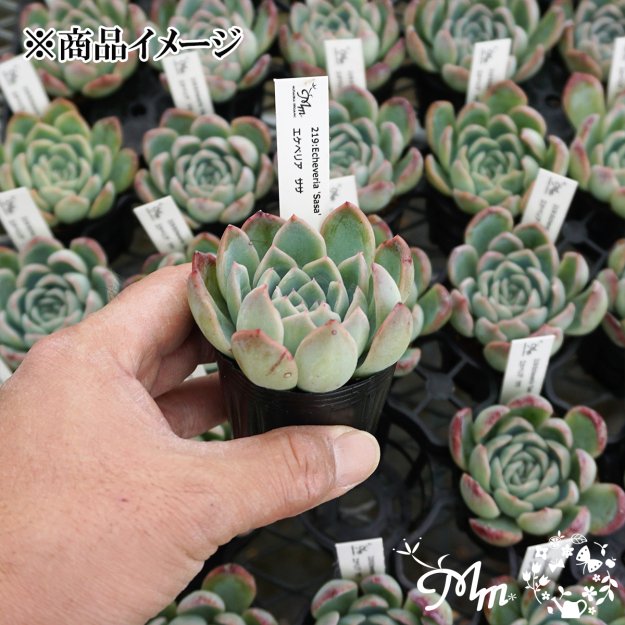 219:Echeveria 'Sasa'(エケベリア ササ)６㎝ポット[多肉植物]