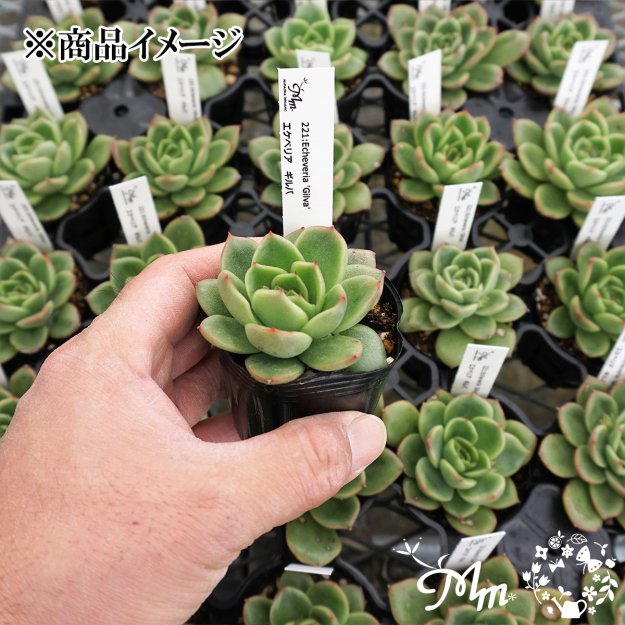 221:Echeveria 'Gilva'(エケベリア ギルバ)６㎝ポット[多肉植物] | 花苗・野菜苗の販売 ザ・ガーデンパーティー