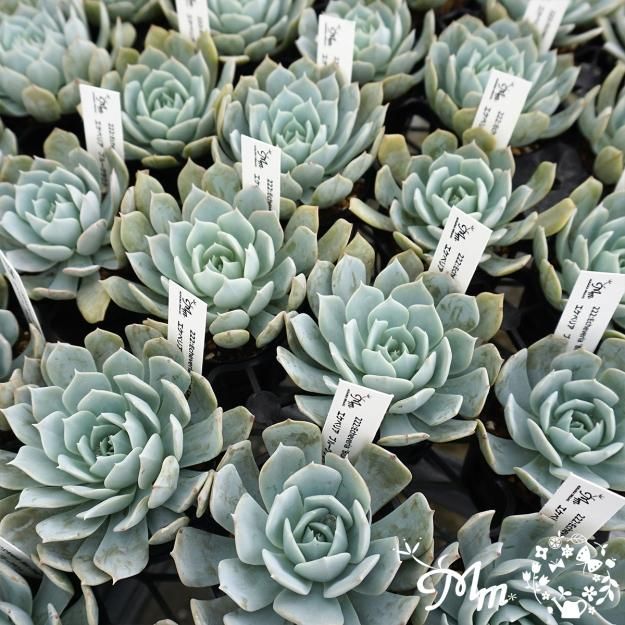 222:Echeveria 'Blue Cloud'(エケベリア ブルークラウド)6㎝ポット