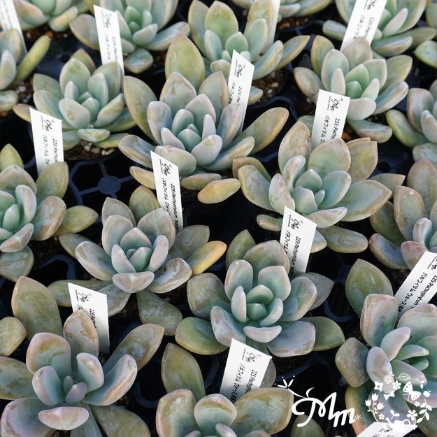 225:Pachyphytum 'Walth'(パキフィツム ウォース、別名：冬美人)６㎝ポット[多肉植物]