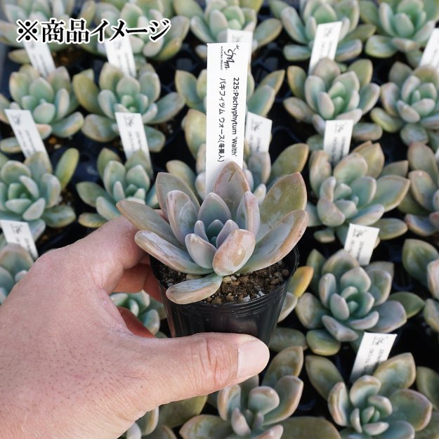 225:Pachyphytum 'Walth'(ѥեĥ ̾)ѥݥå[¿ʪ]