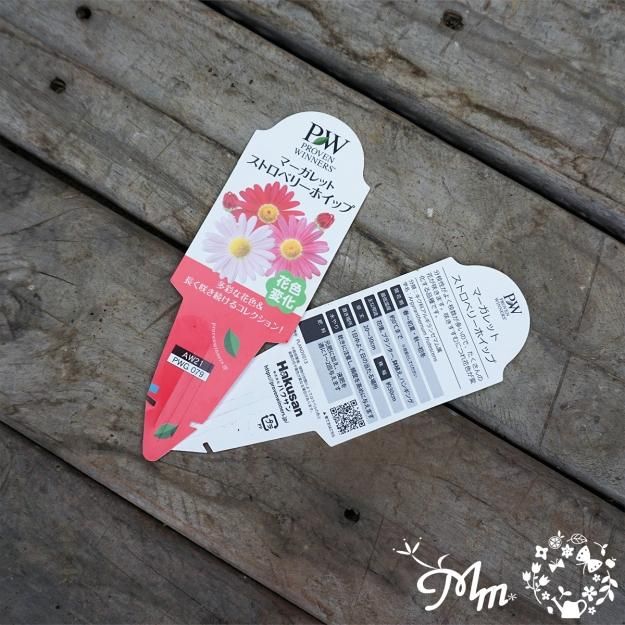 PWマーガレット：ストロベリーホイップ10.5cmポット苗[非耐寒性多年草]