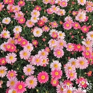 花苗・珍しい初夏咲き・大輪・大株・マーガレット・宿根草 花苗・珍しい初夏咲き・大輪・大株・マーガレット・宿根草