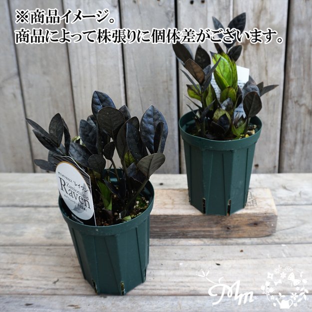 限定販売】ザミオクルカス：レイヴン12㎝ロングスリット鉢[観葉植物]