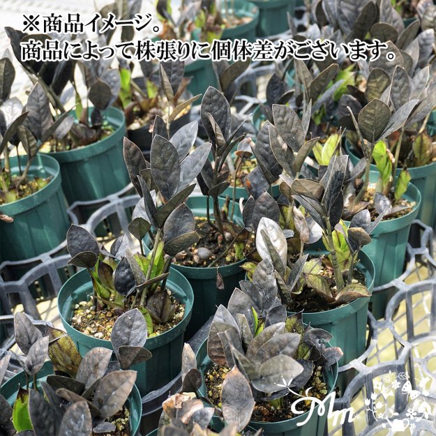 限定販売】ザミオクルカス：レイヴン12㎝ロングスリット鉢[観葉植物]