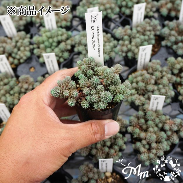 Sedum hispanicum purpurea(セダム ヒスパニカム プルプレア)６㎝ポット[多肉植物] | 花苗・野菜苗の販売  ザ・ガーデンパーティー