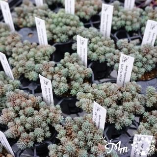 セダム(多肉植物)の苗の商品一覧をみる