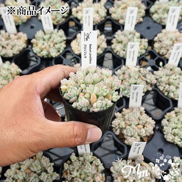 Sedum prolifera(セダム プロリフェラ)6㎝ポット[多肉植物] | 花苗