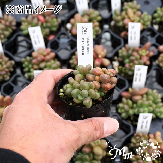 Sedum stahlii(セダム 大型玉葉)６㎝ポット[多肉植物] | 花苗・野菜苗の販売 ザ・ガーデンパーティー