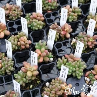 セダム(多肉植物)の苗の商品一覧をみる