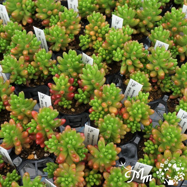 Sedum rubrotinctum(セダム 虹の玉(にじのたま))６㎝ポット[多肉植物] | 花苗・野菜苗の販売 ザ・ガーデンパーティー