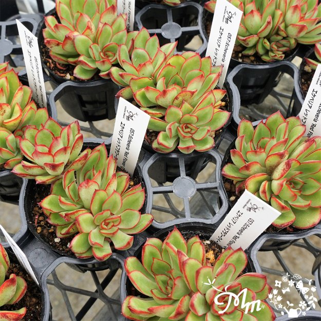 057:Echeveria 'Red Flower Queen'(エケベリア レッドフラワークイーン)６㎝ポット[多肉植物] | 花苗・野菜苗の販売  ザ・ガーデンパーティー