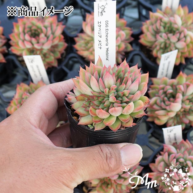 056:Echeveria 'Mebina'(エケベリア メビナ)６㎝ポット[多肉植物] | 花苗・野菜苗の販売 ザ・ガーデンパーティー