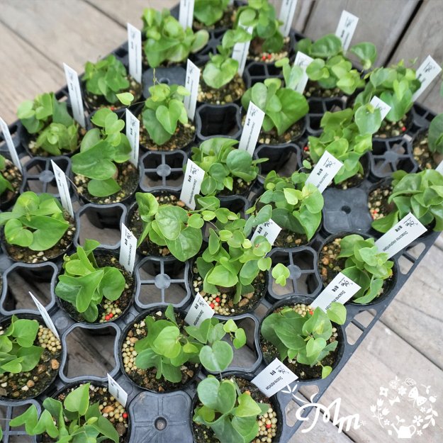 冬型塊根植物】Dioscorea elephantipes(亀甲竜(ディオスコレア