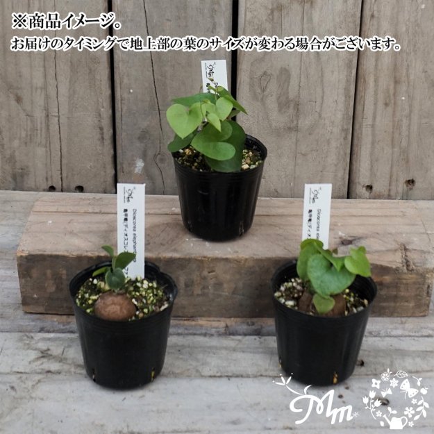 冬型塊根植物】Dioscorea elephantipes(亀甲竜(ディオスコレア・エレファンティペス))実生株６