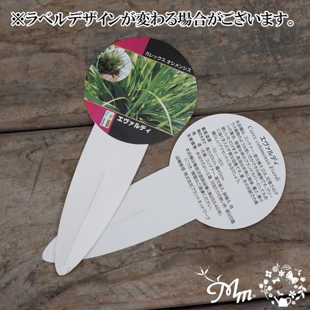 カレックスオシメンシス(エヴァルディ)7.5㎝ロングポット苗