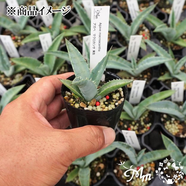 実生苗(実生株)】Agave macroacantha(アガベ マクロカンサ)6㎝ポット苗