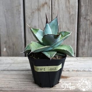 アガベ(多肉植物)の苗の商品一覧をみる