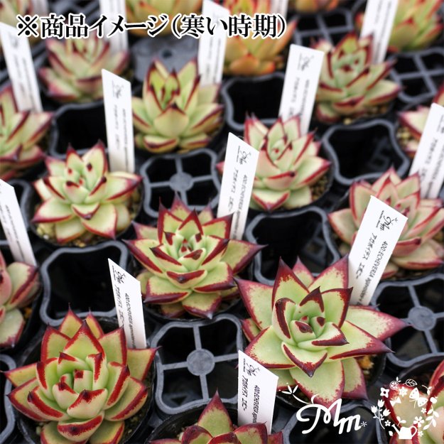 400:Echeveria agavoides-v Ebony(エケベリア アガボイデス エボニー)６㎝ポット[多肉植物・ケーレス実生苗] |  花苗・野菜苗の販売 ザ・ガーデンパーティー