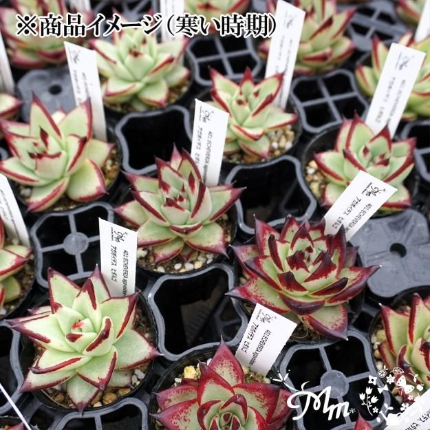 多肉植物　ジェイドポイント　抜き苗( アガボイデスの交配種) 多肉植物 ジェイドポイント 【多肉植物 2.5号鉢／1個売り