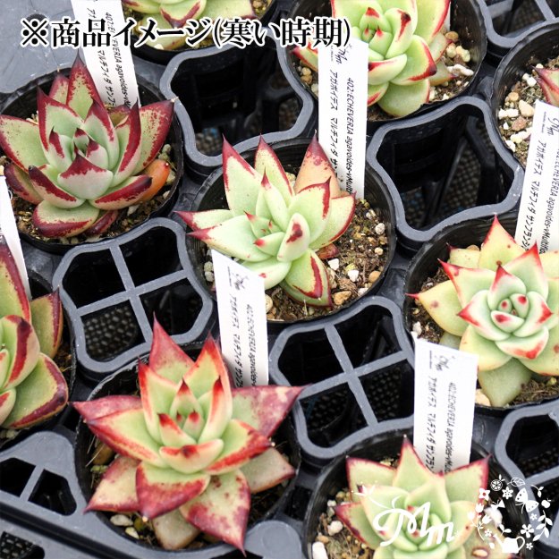 402:Echeveria agavoides-vMultifida,SanFrancisco(エケベリア アガボイデス マルチフィダ  サンフランシスコ)６㎝ポット[多肉植物・ケーレス実生苗] | 花苗・野菜苗の販売 ザ・ガーデンパーティー