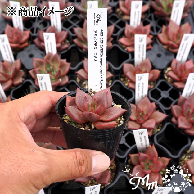 403:Echeveria agavoides-v Romeo(エケベリア アガボイデス ロメオ)６㎝ポット[多肉植物・ケーレス実生苗] | 花苗・野菜 苗の販売 ザ・ガーデンパーティー