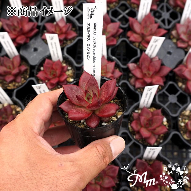 404:Echeveria agavoides-v Romeo Rubin(エケベリア アガボイデス ロメオルビン)６㎝ポット[多肉植物・ケーレス実生苗]  | 花苗・野菜苗の販売 ザ・ガーデンパーティー