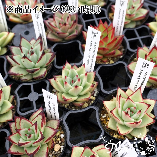 405:Echeveria agavoides-v Villa Zaragoza(エケベリア アガボイデス ヴィラ  サラゴサ)６㎝ポット[多肉植物・ケーレス実生苗] | 花苗・野菜苗の販売 ザ・ガーデンパーティー