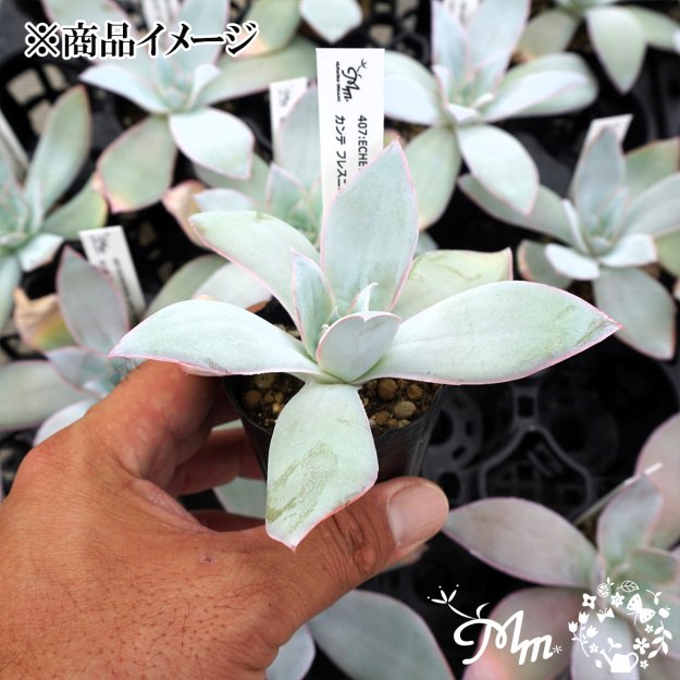 407:Echeveria cante ,Fresnillo(エケベリア カンテ フレスニロ)６㎝ポット[多肉植物・ケーレス実生苗] | 花苗・野菜苗の販売  ザ・ガーデンパーティー