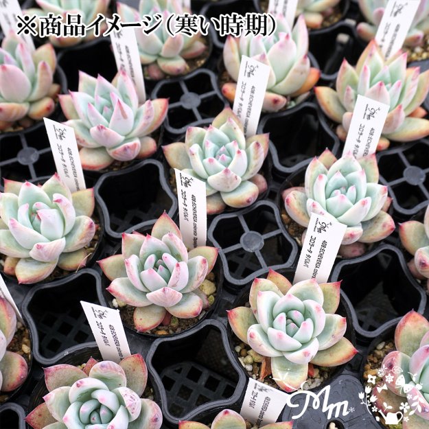 408:Echeveria colorata Tapalpa(エケベリア コロラータ タパルパ)６㎝ポット[多肉植物・ケーレス実生苗] | 花苗・野菜苗の販売  ザ・ガーデンパーティー