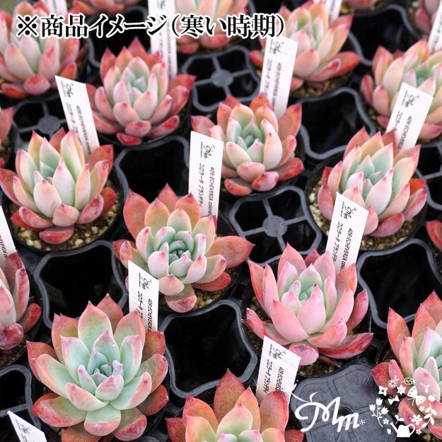 409:Echeveria colorata var brandtii(エケベリア コロラータ ブランデティ)６㎝ポット[多肉植物・ケーレス実生苗]  | 花苗・野菜苗の販売 ザ・ガーデンパーティー