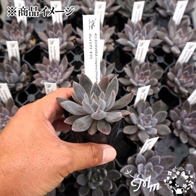 411:Echeveria craigiana,Chihuahua(エケベリア クライギアナ チワワ)６㎝ポット[多肉植物・ケーレス実生苗] |  花苗・野菜苗の販売 ザ・ガーデンパーティー