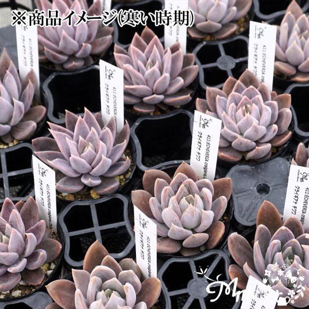 411:Echeveria craigiana,Chihuahua(エケベリア クライギアナ チワワ)６㎝ポット[多肉植物・ケーレス実生苗] |  花苗・野菜苗の販売 ザ・ガーデンパーティー