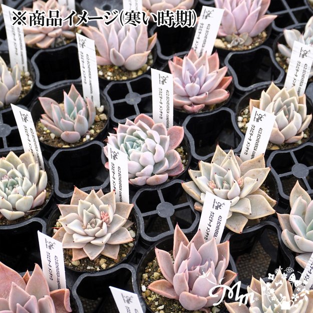 412:Echeveria cuspidata, Menchaca(エケベリア クスピタータ メンチャカ)６㎝ポット[多肉植物・ケーレス実生苗] |  花苗・野菜苗の販売 ザ・ガーデンパーティー