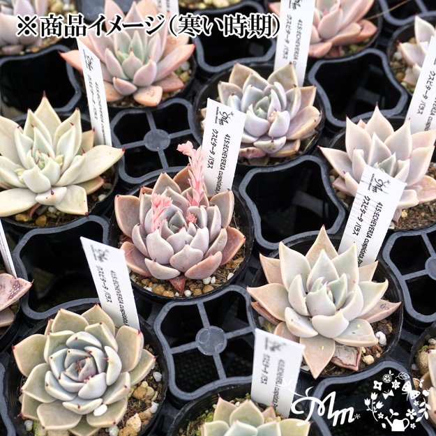 415:Echeveria cuspidata,Parras(エケベリア クスピタータ パラス)６㎝ポット[多肉植物・ケーレス実生苗] |  花苗・野菜苗の販売 ザ・ガーデンパーティー