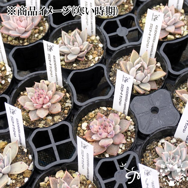 416:Echeveria cuspidata,San Roberto(エケベリア クスピタータ サンロベルト)６㎝ポット[多肉植物・ケーレス実生苗]  | 花苗・野菜苗の販売 ザ・ガーデンパーティー