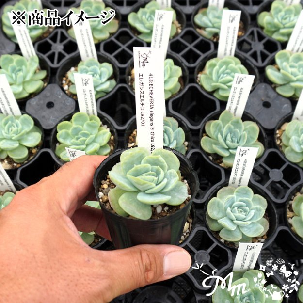 418:Echeveria elegans El Chico L92/01(エケベリア エレガンスエルチコL92/01)６㎝ポット[多肉植物・ ケーレス実生苗] | 花苗・野菜苗の販売 ザ・ガーデンパーティー