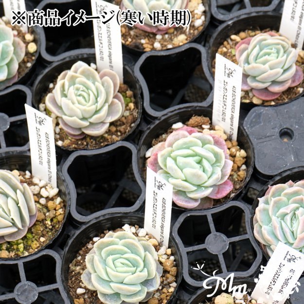 418:Echeveria elegans El Chico L92/01(エケベリア エレガンスエルチコL92/01)６㎝ポット[多肉植物・ ケーレス実生苗] | 花苗・野菜苗の販売 ザ・ガーデンパーティー