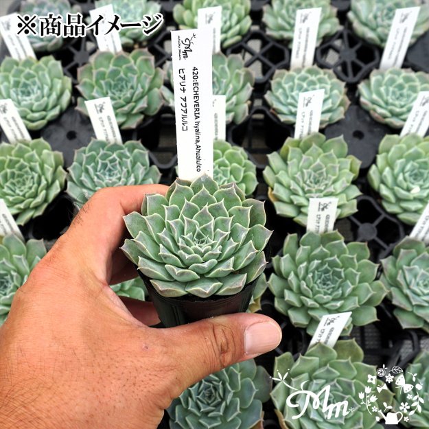 420:Echeveria hyalina,Ahualulco(エケベリア ヒアリナ アウアルルコ)６㎝ポット[多肉植物・ケーレス実生苗] |  花苗・野菜苗の販売 ザ・ガーデンパーティー