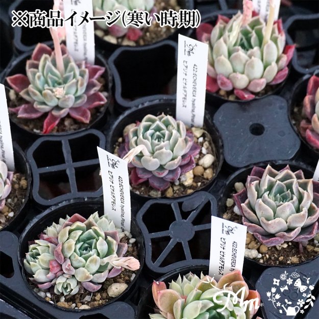 422:Echeveria hyalina,Pinal de Amoles(エケベリア ヒアリナ ピナルデアモレス)６㎝ポット[多肉植物・ケーレス実生苗]  | 花苗・野菜苗の販売 ザ・ガーデンパーティー