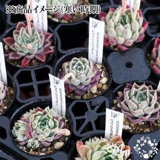 多肉植物・ケーレス実生の商品｜ - 花苗・野菜苗の販売 ザ・ガーデンパーティー｜The Garden Party