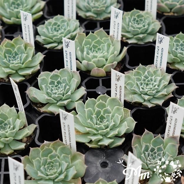 423:Echeveria hyalina,San Luis de La Paz(エケベリア ヒアリナ サンルイスデラパス)６㎝ポット[多肉 植物・ケーレス実生苗] | 花苗・野菜苗の販売 ザ・ガーデンパーティー